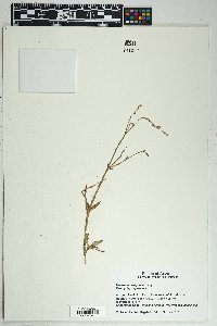 Boerhavia wrightii image