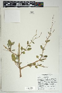 Boerhavia spicata image