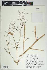 Boerhavia spicata image