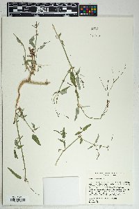 Boerhavia spicata image