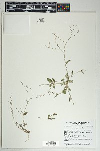 Boerhavia spicata image