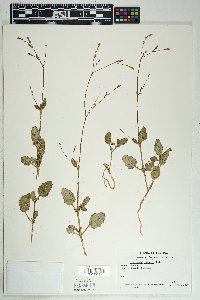 Boerhavia spicata image