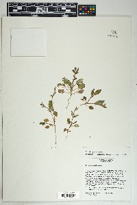 Boerhavia spicata image