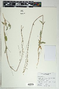 Boerhavia spicata image