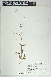 Boerhavia spicata image