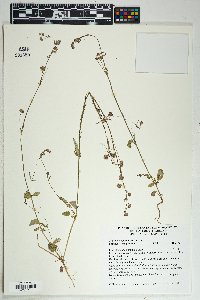 Boerhavia purpurascens image