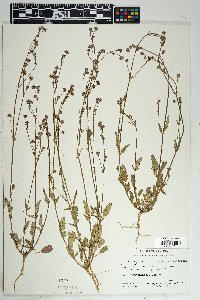 Boerhavia purpurascens image