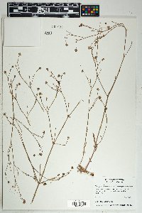 Boerhavia purpurascens image