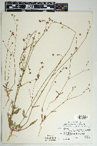 Boerhavia purpurascens image