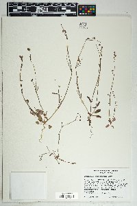 Boerhavia purpurascens image