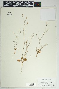 Boerhavia purpurascens image