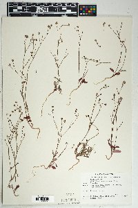 Boerhavia purpurascens image