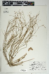 Boerhavia purpurascens image