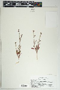 Boerhavia purpurascens image