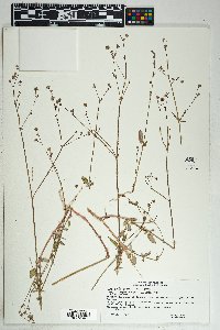 Boerhavia purpurascens image