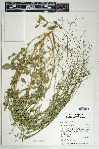 Boerhavia intermedia image