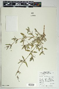 Boerhavia intermedia image