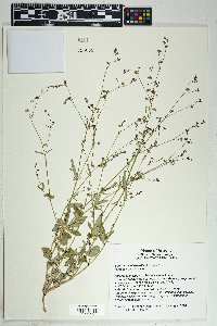 Boerhavia intermedia image