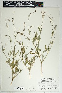 Boerhavia intermedia image