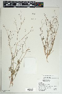 Boerhavia intermedia image