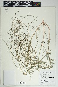 Boerhavia intermedia image