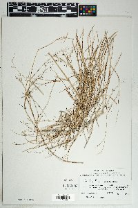 Boerhavia intermedia image