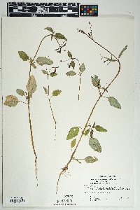 Boerhavia intermedia image