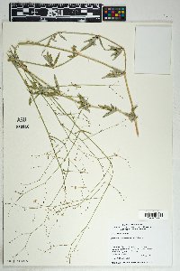 Boerhavia intermedia image