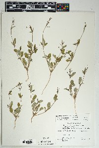 Boerhavia intermedia image