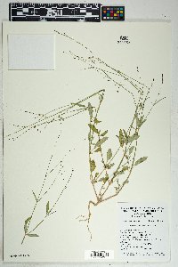 Boerhavia intermedia image