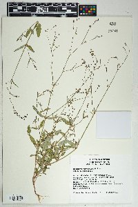 Boerhavia intermedia image