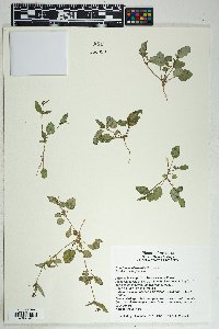 Boerhavia intermedia image