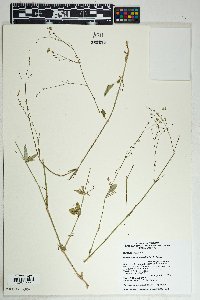 Boerhavia intermedia image