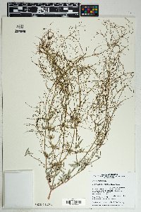 Boerhavia intermedia image