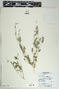 Boerhavia intermedia image