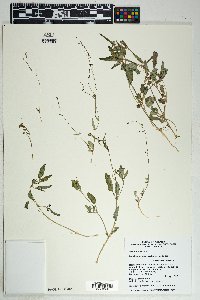 Boerhavia intermedia image