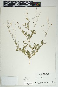 Boerhavia intermedia image