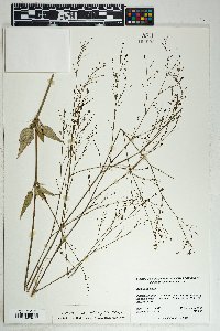 Boerhavia erecta image