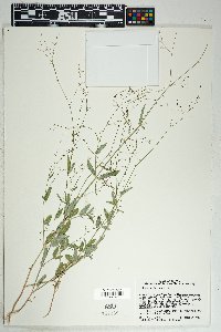 Boerhavia erecta image