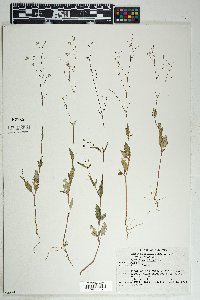 Boerhavia erecta image