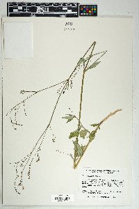 Boerhavia erecta image