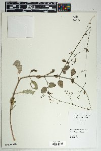 Boerhavia erecta image