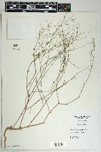 Boerhavia erecta image