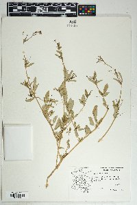 Boerhavia erecta image