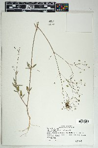 Boerhavia erecta image