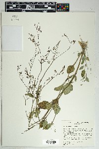 Boerhavia erecta image