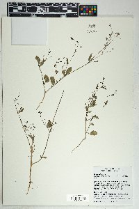 Boerhavia erecta image