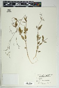 Boerhavia erecta image