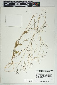 Boerhavia erecta image