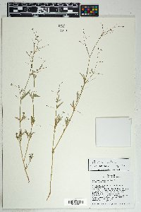 Boerhavia erecta image